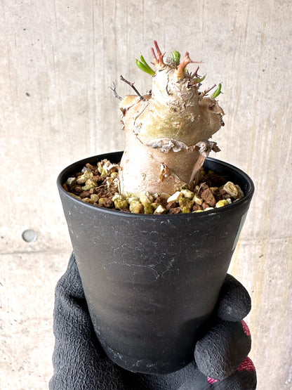 【現品限り】チレコドン・フィロポディウム【J21】 Tylecodon reticulatus ssp phyllopodium