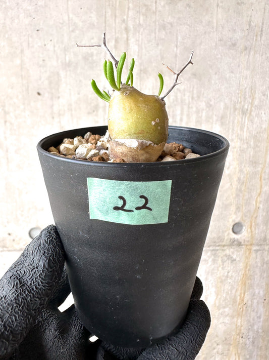 【現品限り】チレコドン・フィロポディウム【J22】 Tylecodon reticulatus ssp phyllopodium