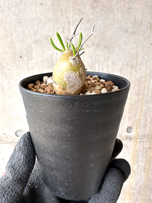 【現品限り】チレコドン・フィロポディウム【J22】 Tylecodon reticulatus ssp phyllopodium