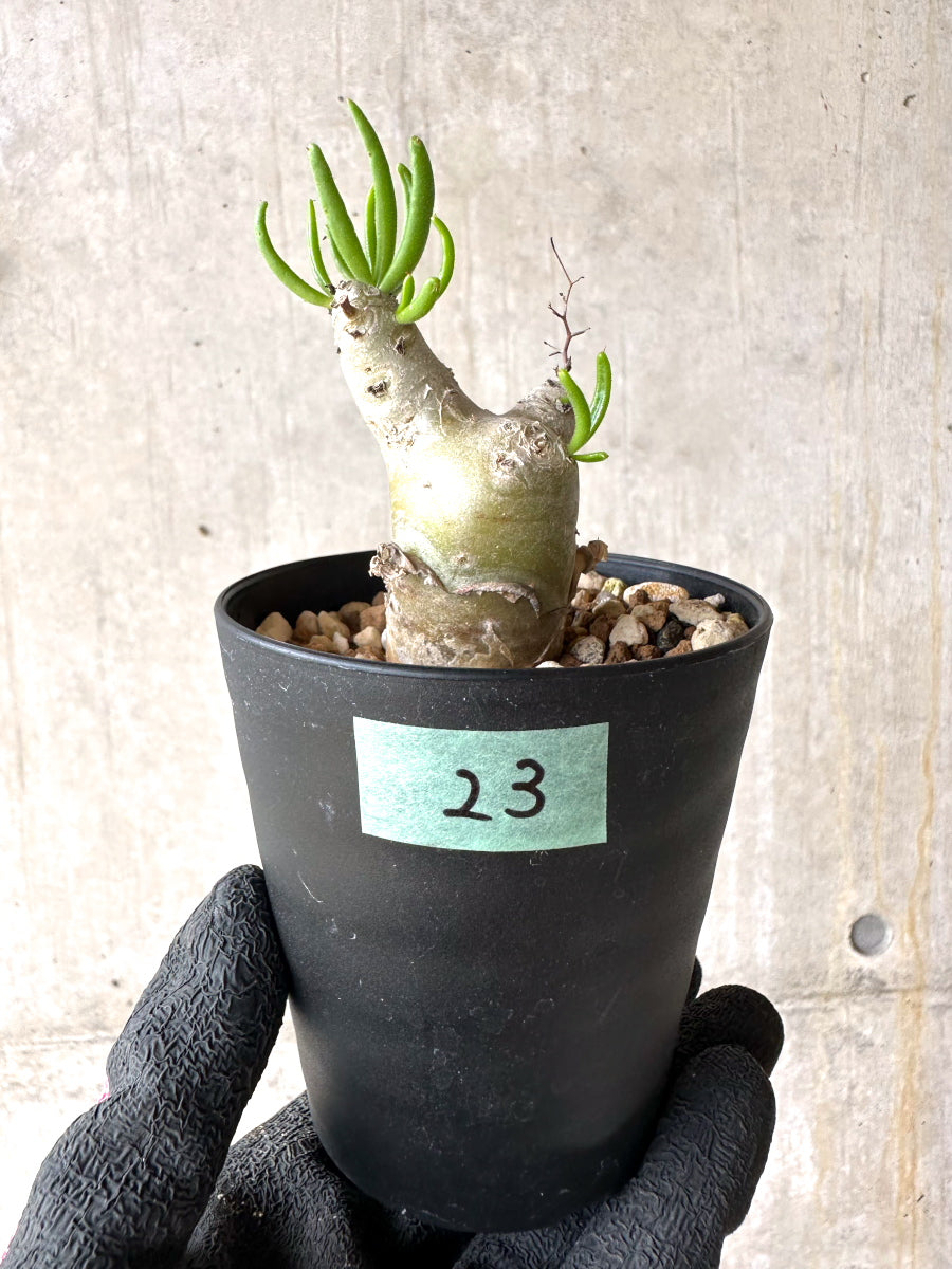 【現品限り】チレコドン・フィロポディウム【J23】 Tylecodon reticulatus ssp phyllopodium