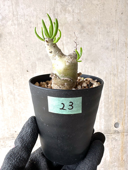 【現品限り】チレコドン・フィロポディウム【J23】 Tylecodon reticulatus ssp phyllopodium