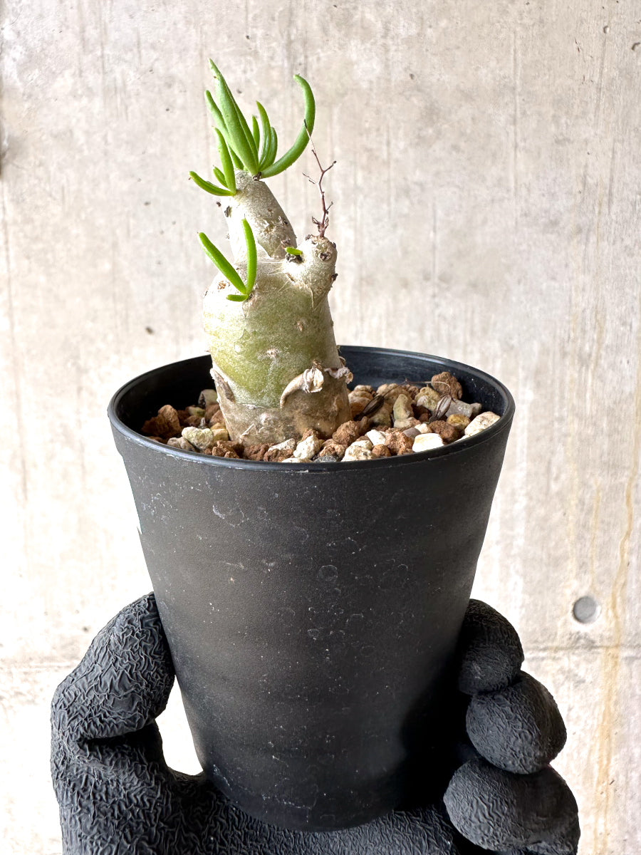 【現品限り】チレコドン・フィロポディウム【J23】 Tylecodon reticulatus ssp phyllopodium