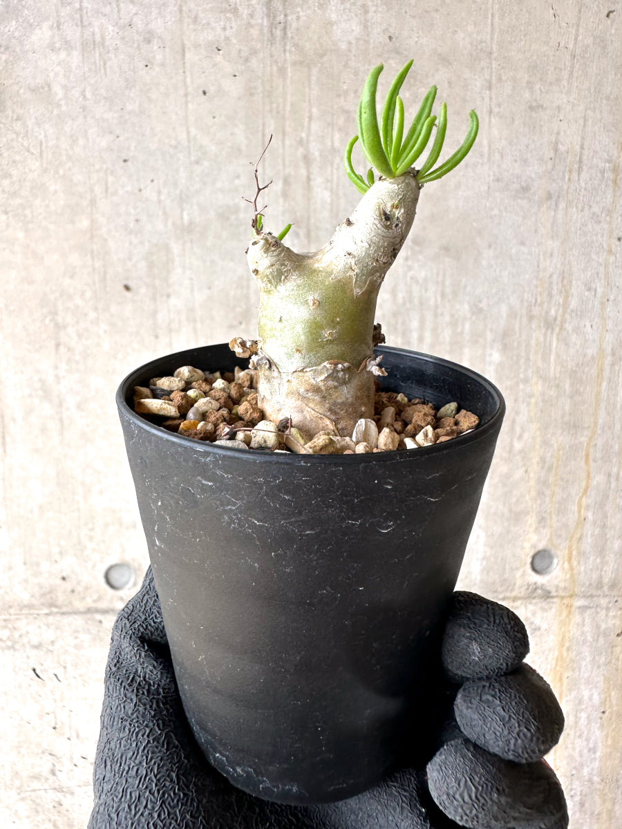 【現品限り】チレコドン・フィロポディウム【J23】 Tylecodon reticulatus ssp phyllopodium