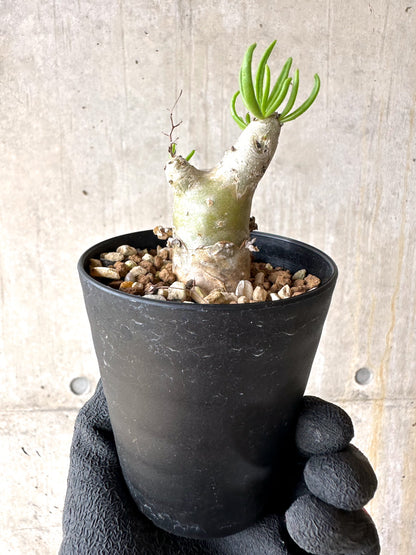 【現品限り】チレコドン・フィロポディウム【J23】 Tylecodon reticulatus ssp phyllopodium