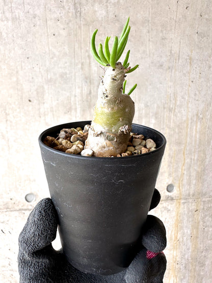 【現品限り】チレコドン・フィロポディウム【J23】 Tylecodon reticulatus ssp phyllopodium