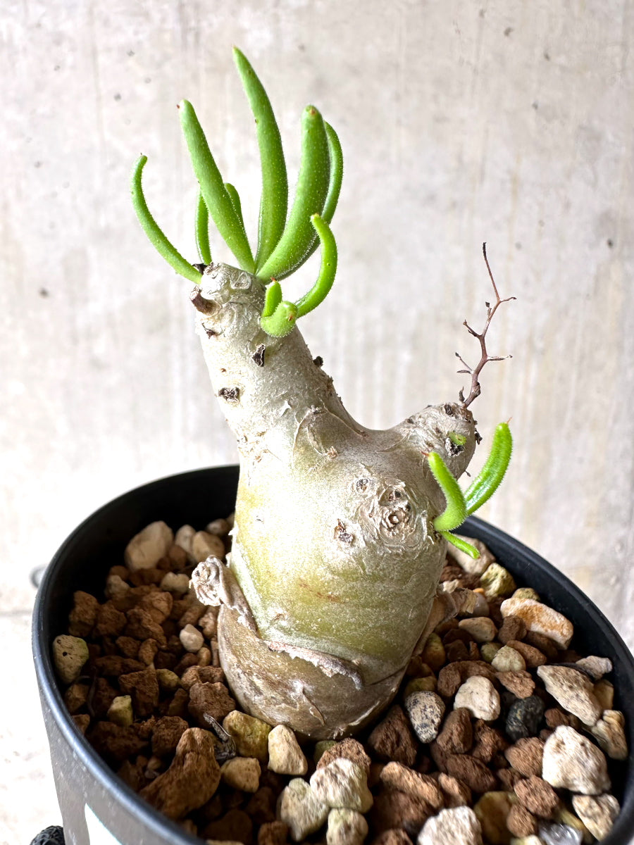 【現品限り】チレコドン・フィロポディウム【J23】 Tylecodon reticulatus ssp phyllopodium