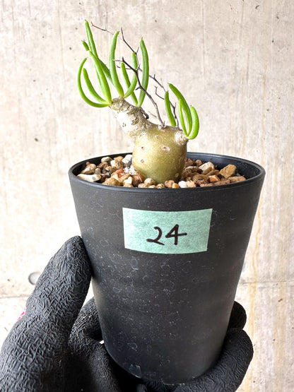 【現品限り】チレコドン・フィロポディウム【J24】 Tylecodon reticulatus ssp phyllopodium