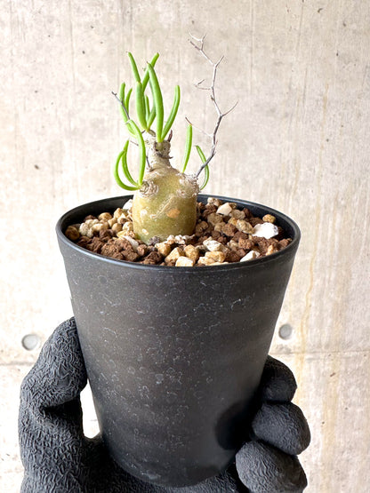 【現品限り】チレコドン・フィロポディウム【J24】 Tylecodon reticulatus ssp phyllopodium