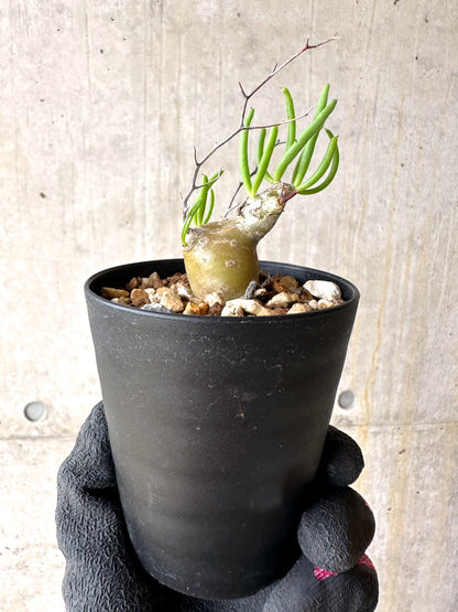 【現品限り】チレコドン・フィロポディウム【J24】 Tylecodon reticulatus ssp phyllopodium