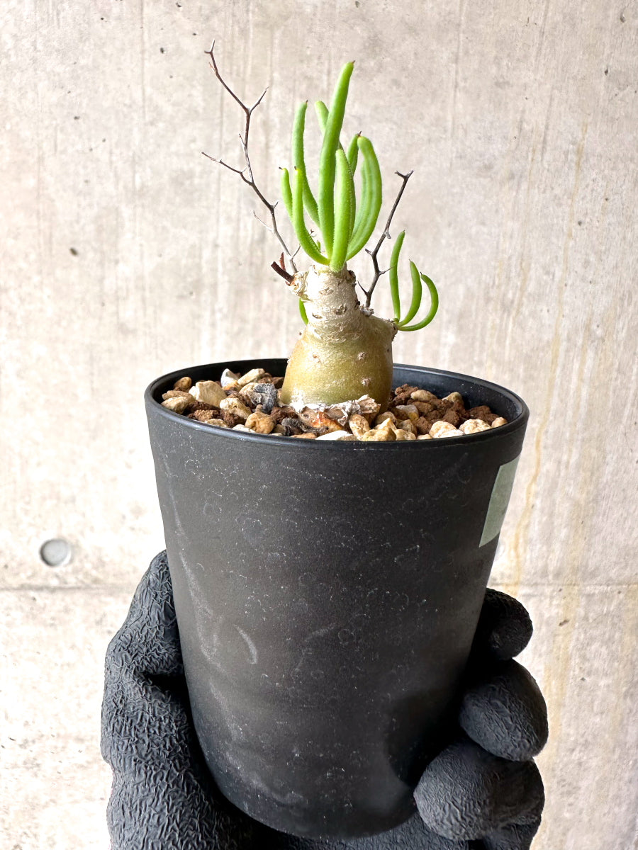 【現品限り】チレコドン・フィロポディウム【J24】 Tylecodon reticulatus ssp phyllopodium