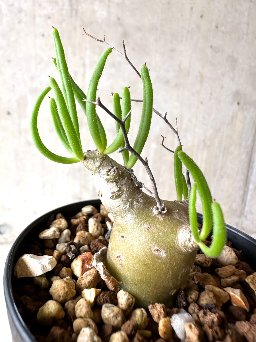 【現品限り】チレコドン・フィロポディウム【J24】 Tylecodon reticulatus ssp phyllopodium