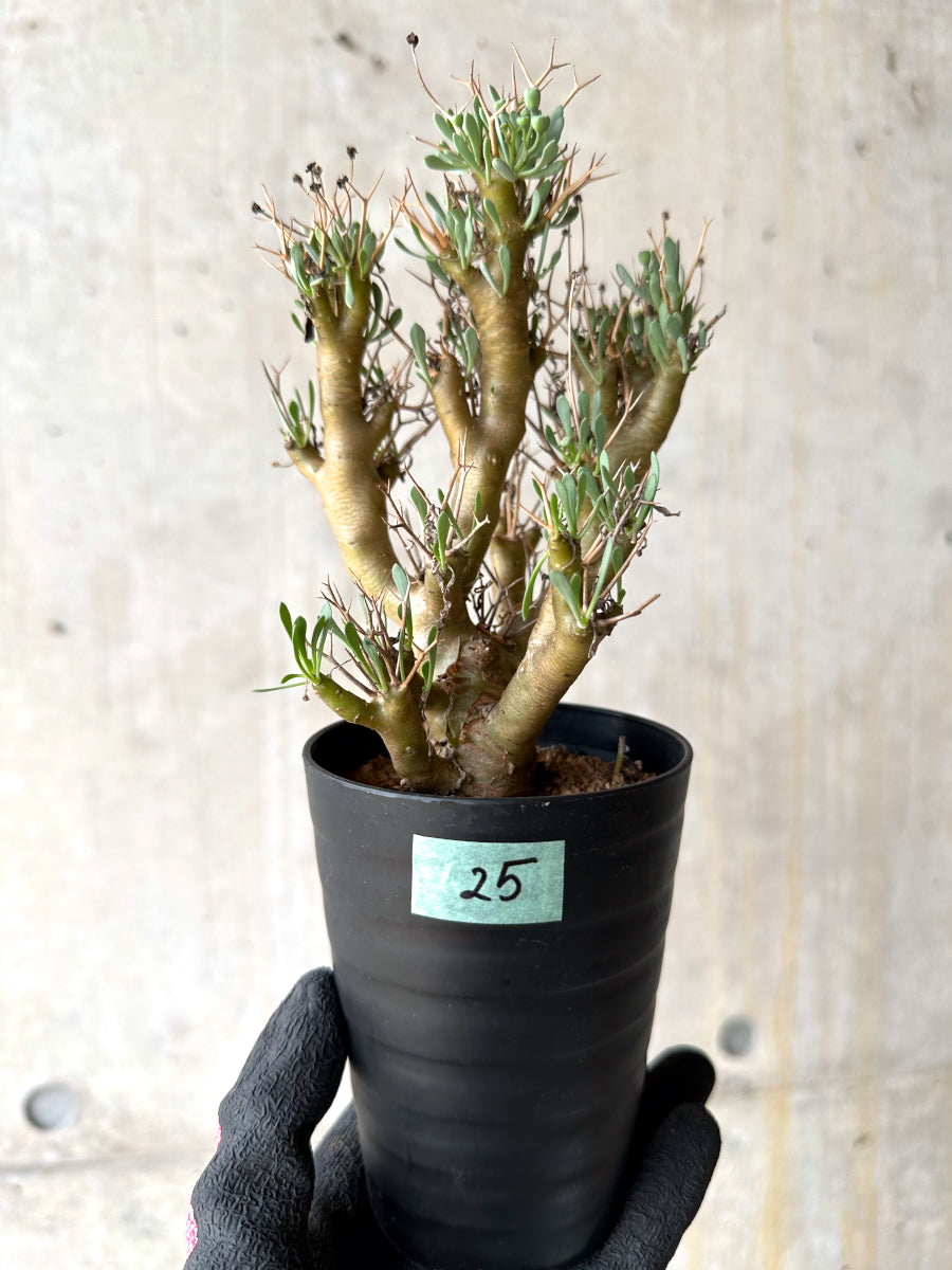 【現品限り】オトンナ・ユーフォルビオイデス[在庫整理価格]【J25】 Othonna euphorbioides