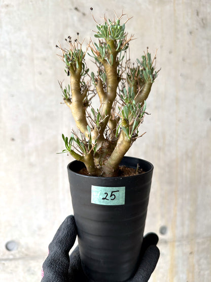 【現品限り】オトンナ・ユーフォルビオイデス[在庫整理価格]【J25】 Othonna euphorbioides