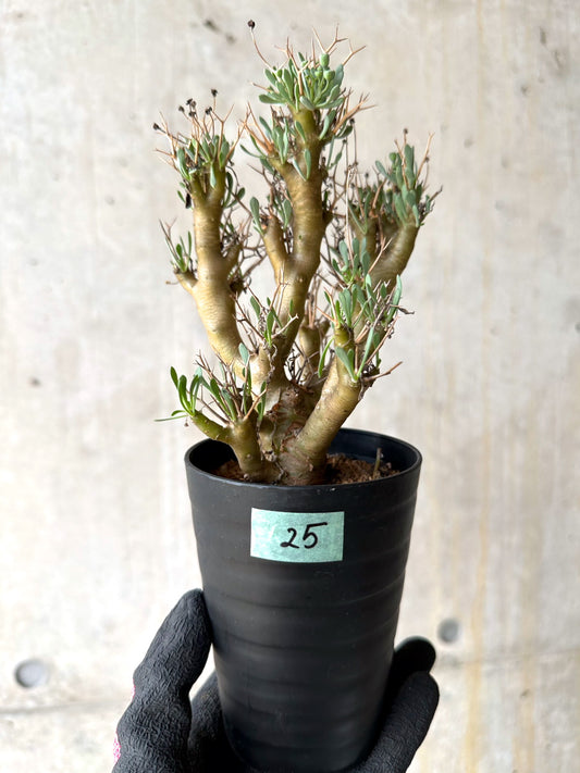 【現品限り】オトンナ・ユーフォルビオイデス[在庫整理価格]【J25】 Othonna euphorbioides