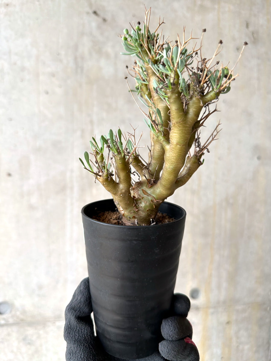 【現品限り】オトンナ・ユーフォルビオイデス[在庫整理価格]【J25】 Othonna euphorbioides