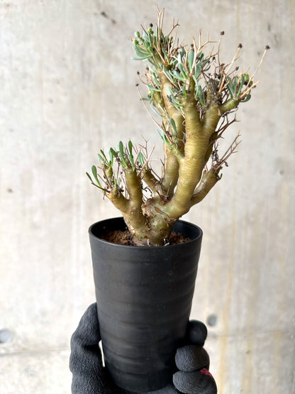 【現品限り】オトンナ・ユーフォルビオイデス[在庫整理価格]【J25】 Othonna euphorbioides