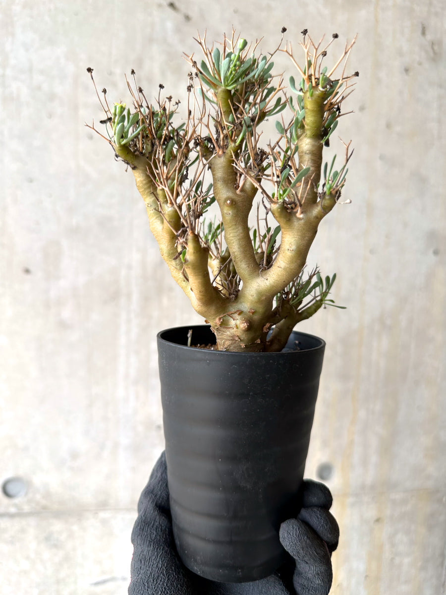 【現品限り】オトンナ・ユーフォルビオイデス[在庫整理価格]【J25】 Othonna euphorbioides