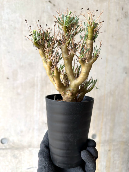 【現品限り】オトンナ・ユーフォルビオイデス[在庫整理価格]【J25】 Othonna euphorbioides