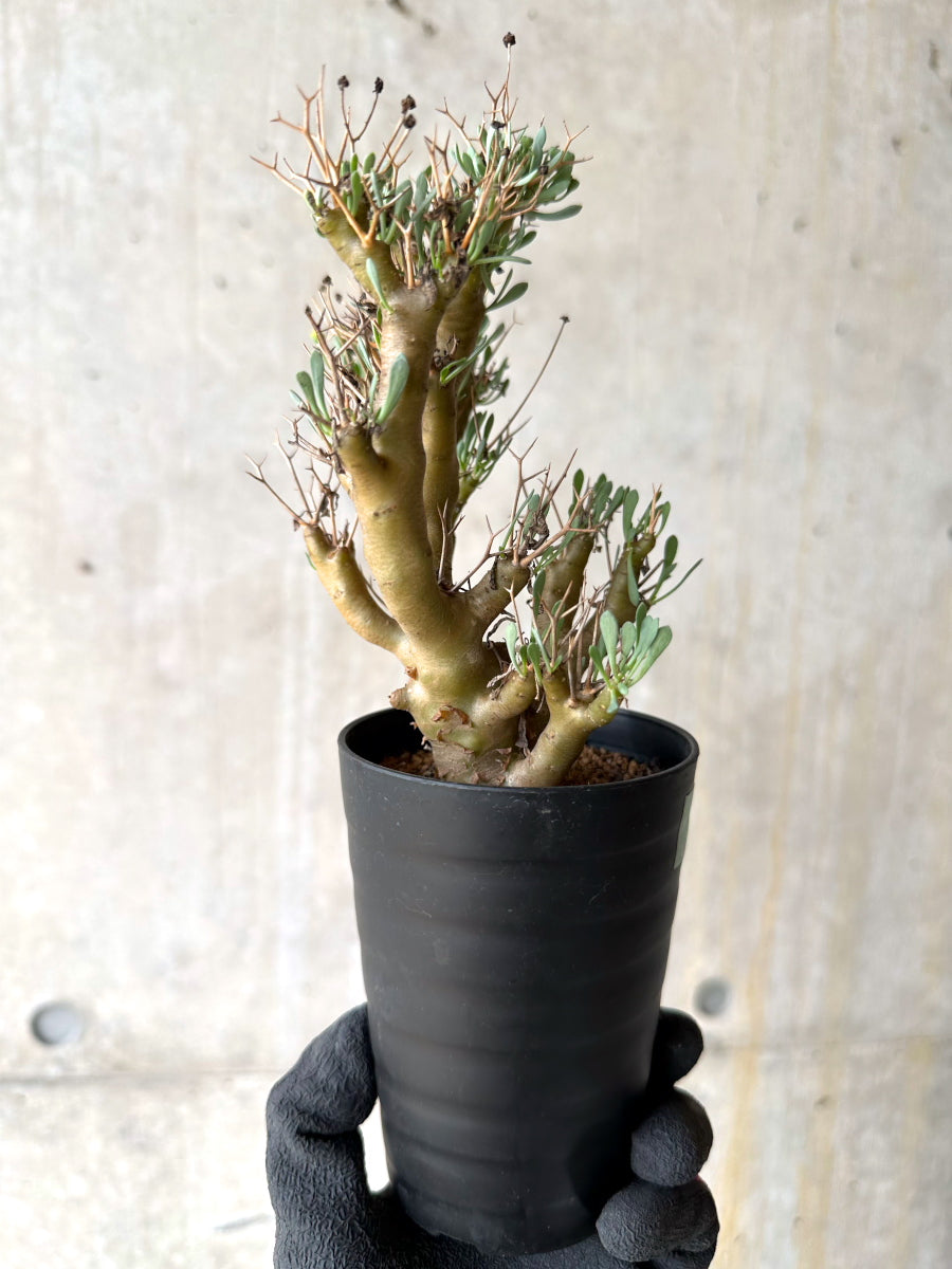 【現品限り】オトンナ・ユーフォルビオイデス[在庫整理価格]【J25】 Othonna euphorbioides