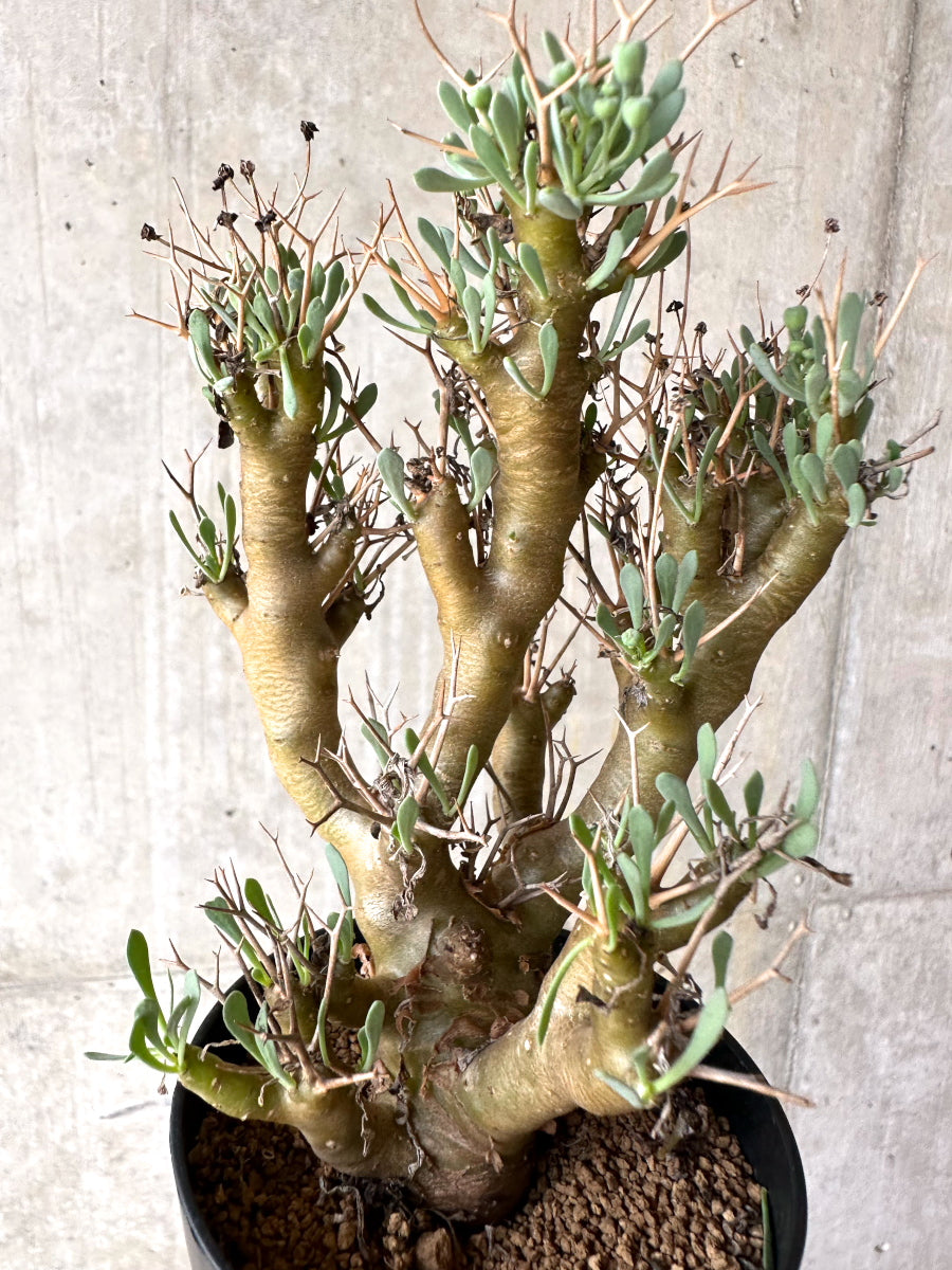 【現品限り】オトンナ・ユーフォルビオイデス[在庫整理価格]【J25】 Othonna euphorbioides