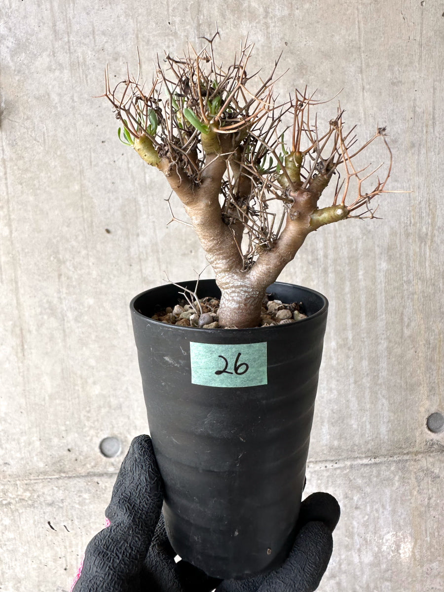 【現品限り】オトンナ・ユーフォルビオイデス[在庫整理価格]【J26】 Othonna euphorbioides