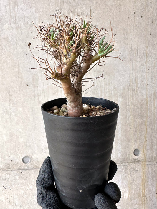 【現品限り】オトンナ・ユーフォルビオイデス[在庫整理価格]【J26】 Othonna euphorbioides