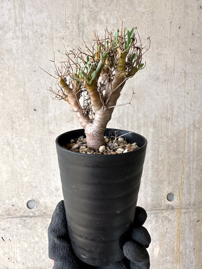 【現品限り】オトンナ・ユーフォルビオイデス[在庫整理価格]【J26】 Othonna euphorbioides