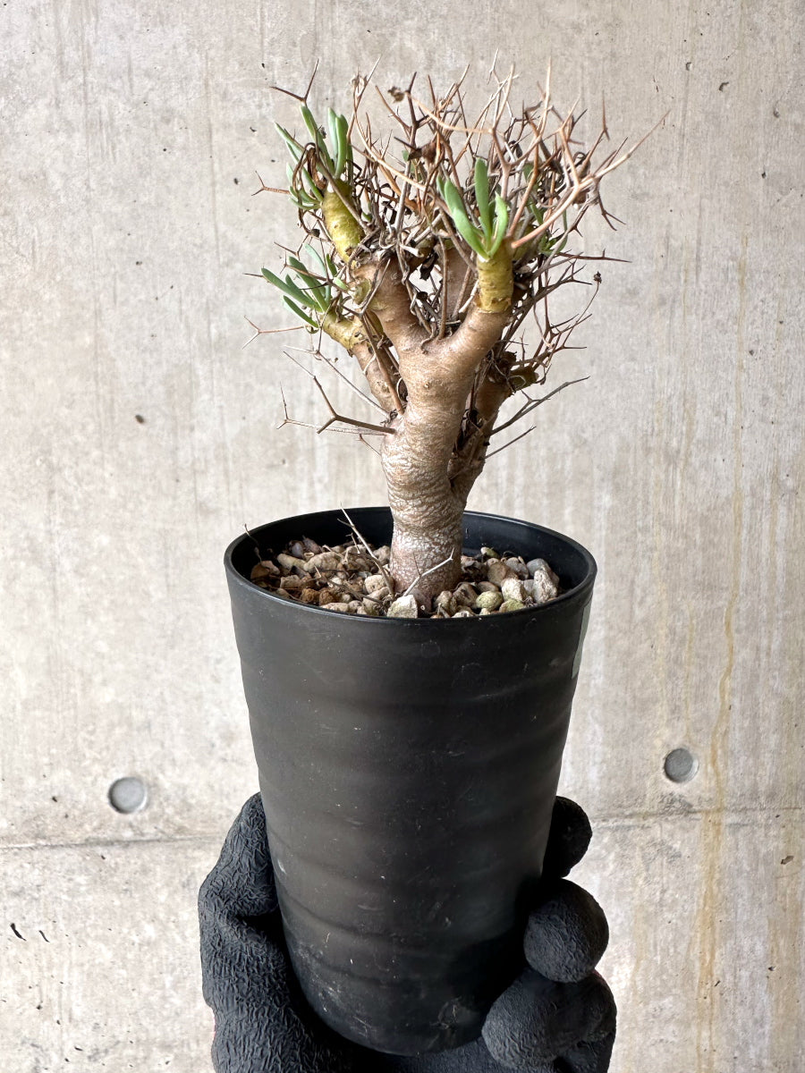 【現品限り】オトンナ・ユーフォルビオイデス[在庫整理価格]【J26】 Othonna euphorbioides