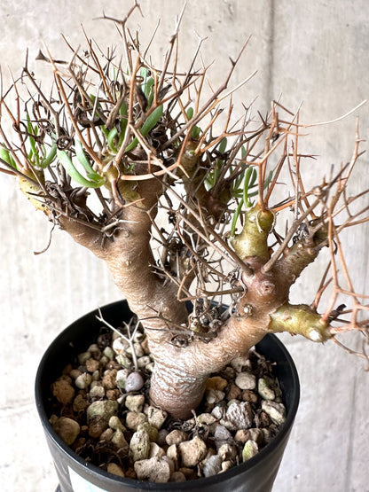 【現品限り】オトンナ・ユーフォルビオイデス[在庫整理価格]【J26】 Othonna euphorbioides