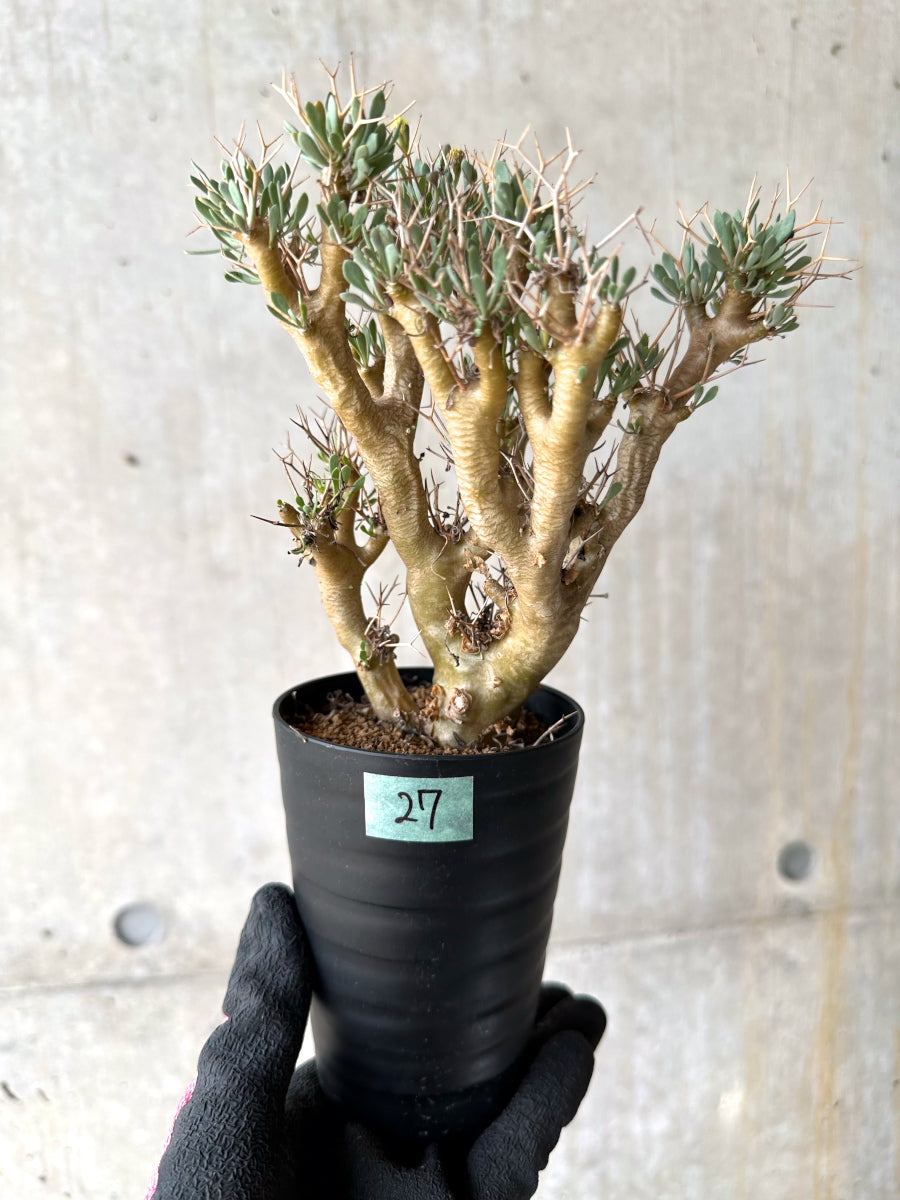 【現品限り】オトンナ・ユーフォルビオイデス[在庫整理価格]【J27】 Othonna euphorbioides