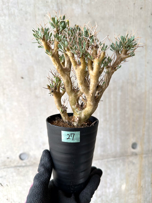 【現品限り】オトンナ・ユーフォルビオイデス[在庫整理価格]【J27】 Othonna euphorbioides