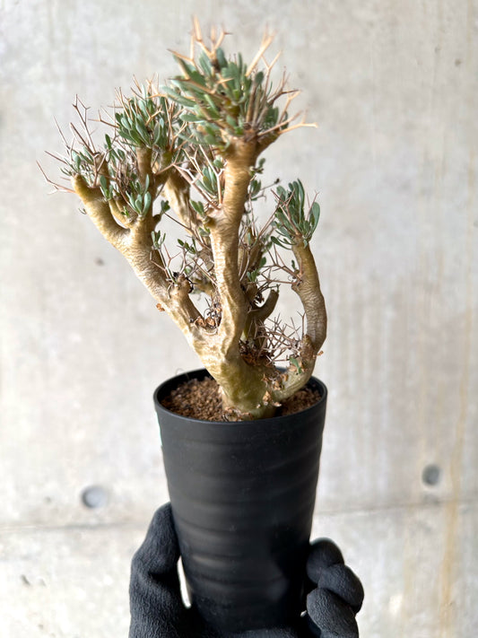 【現品限り】オトンナ・ユーフォルビオイデス[在庫整理価格]【J27】 Othonna euphorbioides