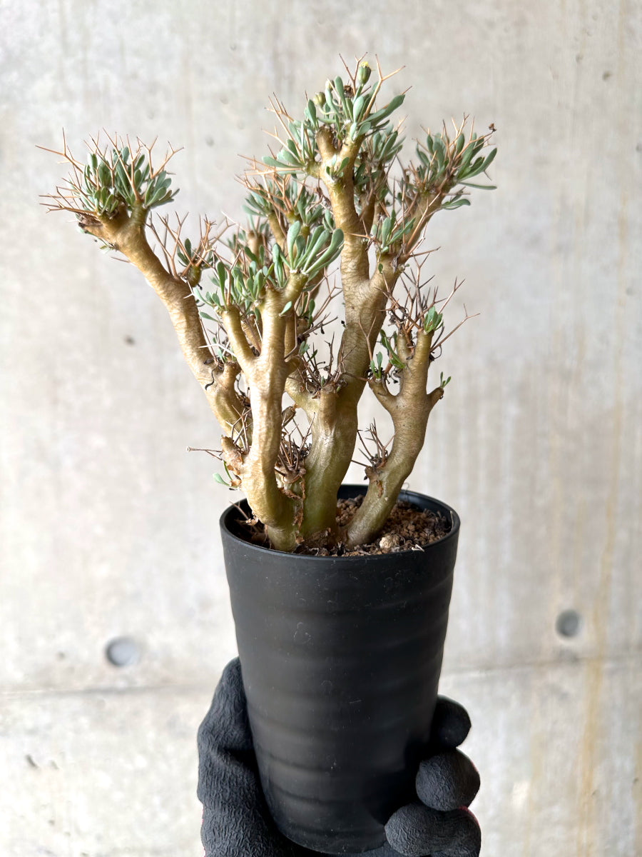 【現品限り】オトンナ・ユーフォルビオイデス[在庫整理価格]【J27】 Othonna euphorbioides