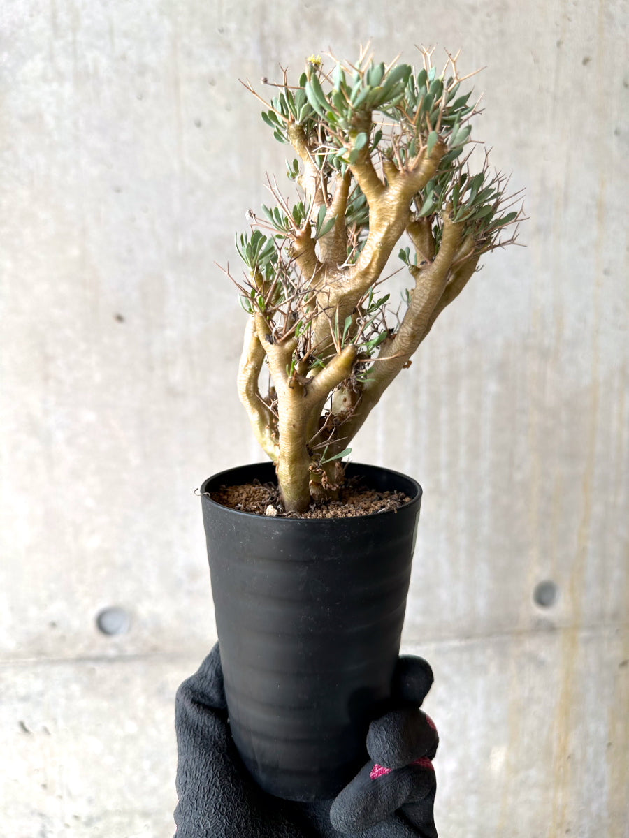 【現品限り】オトンナ・ユーフォルビオイデス[在庫整理価格]【J27】 Othonna euphorbioides