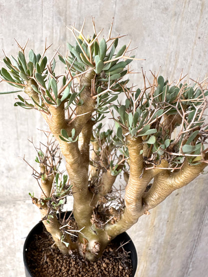 【現品限り】オトンナ・ユーフォルビオイデス[在庫整理価格]【J27】 Othonna euphorbioides