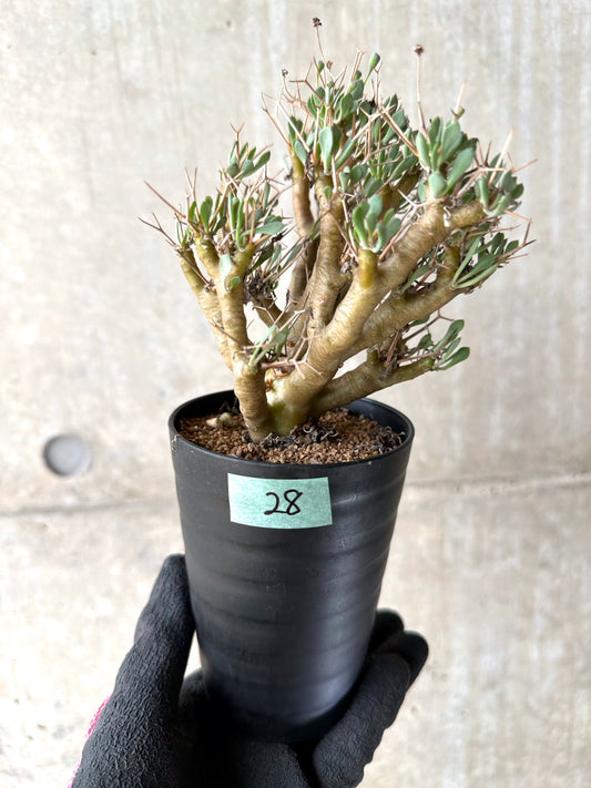 【現品限り】オトンナ・ユーフォルビオイデス[在庫整理価格]【J28】 Othonna euphorbioides