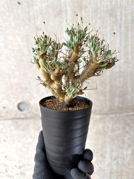 【現品限り】オトンナ・ユーフォルビオイデス[在庫整理価格]【J28】 Othonna euphorbioides