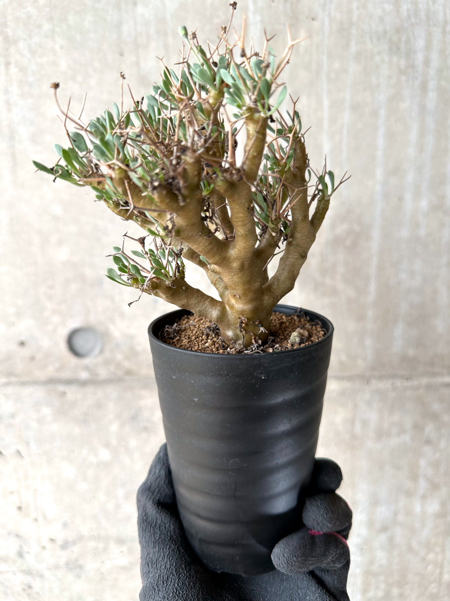 【現品限り】オトンナ・ユーフォルビオイデス[在庫整理価格]【J28】 Othonna euphorbioides