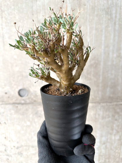 【現品限り】オトンナ・ユーフォルビオイデス[在庫整理価格]【J28】 Othonna euphorbioides