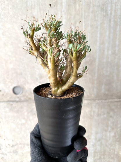 【現品限り】オトンナ・ユーフォルビオイデス[在庫整理価格]【J28】 Othonna euphorbioides