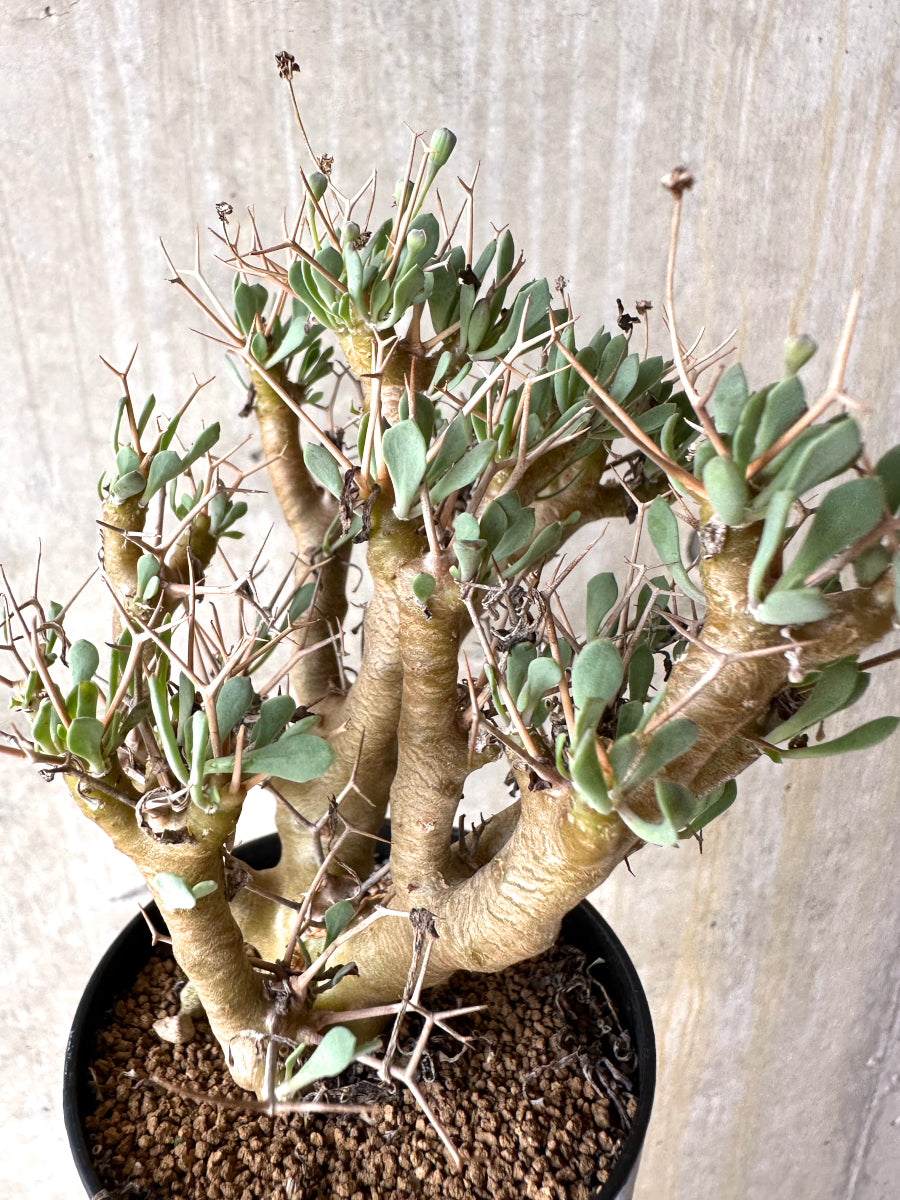 【現品限り】オトンナ・ユーフォルビオイデス[在庫整理価格]【J28】 Othonna euphorbioides