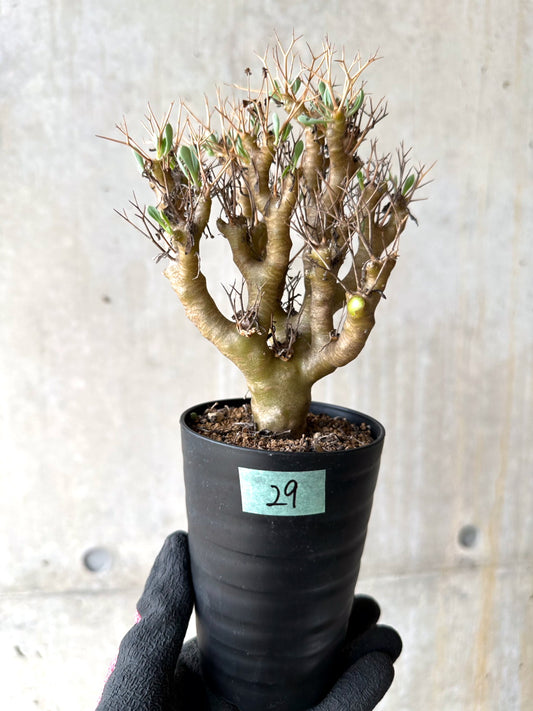 【現品限り】オトンナ・ユーフォルビオイデス[在庫整理価格]【J29】 Othonna euphorbioides