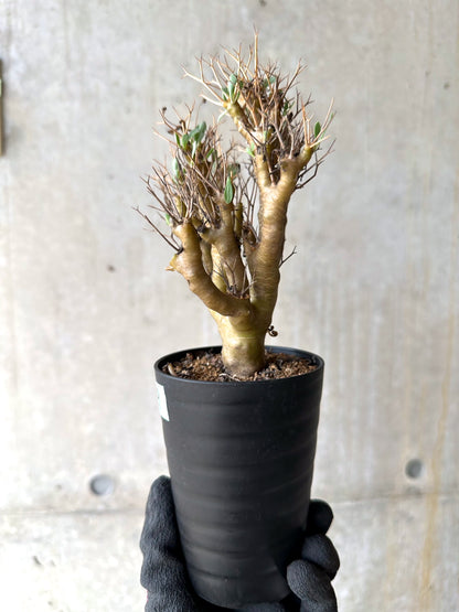 【現品限り】オトンナ・ユーフォルビオイデス[在庫整理価格]【J29】 Othonna euphorbioides