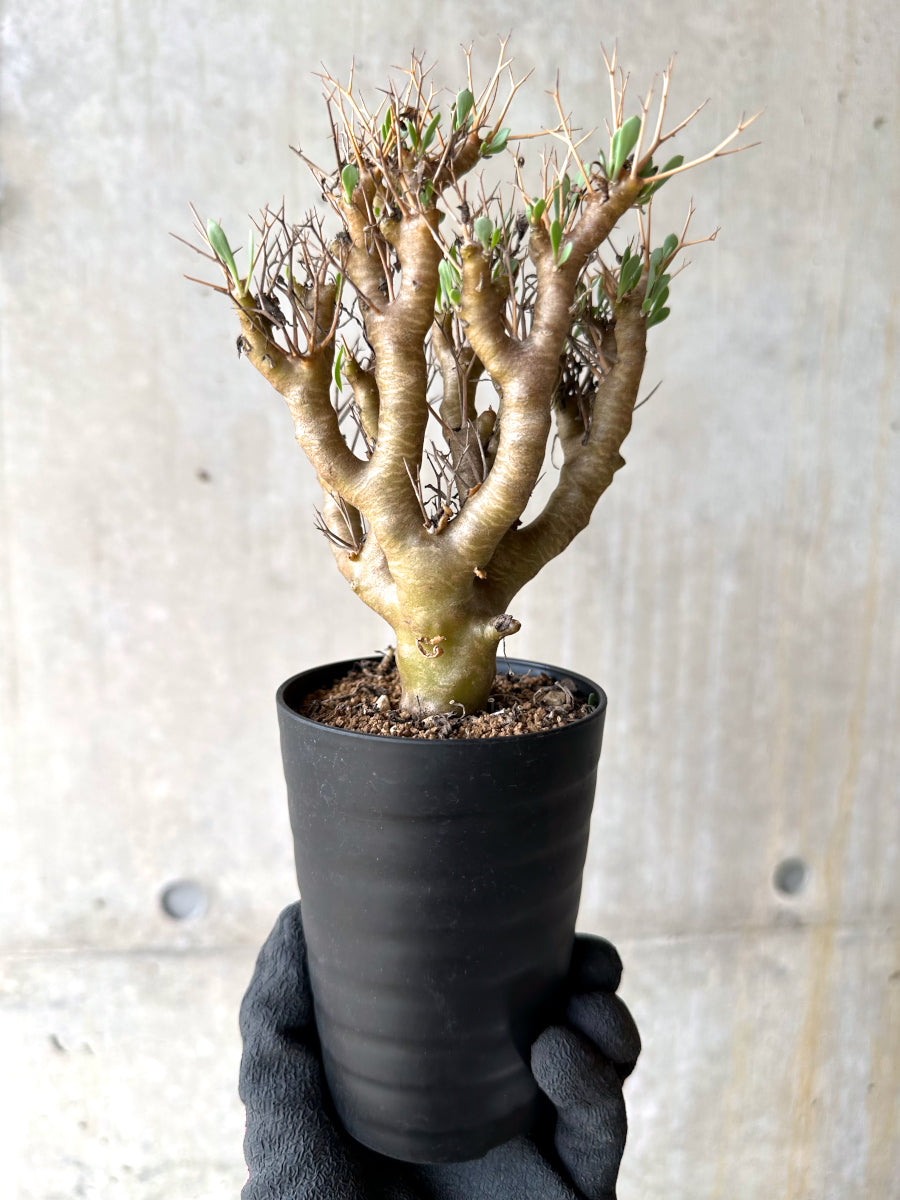 【現品限り】オトンナ・ユーフォルビオイデス[在庫整理価格]【J29】 Othonna euphorbioides