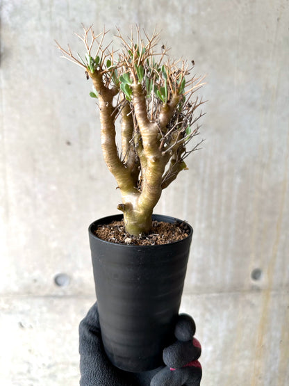 【現品限り】オトンナ・ユーフォルビオイデス[在庫整理価格]【J29】 Othonna euphorbioides