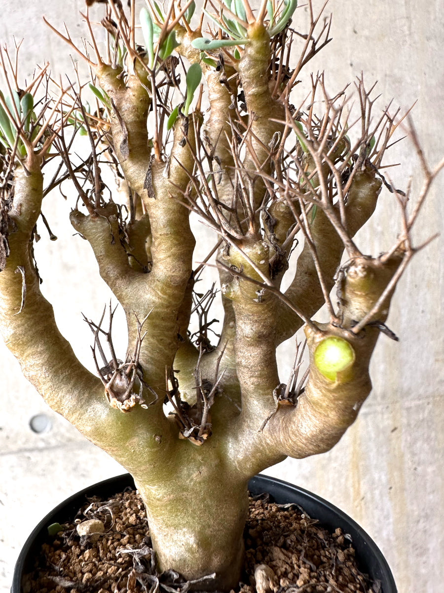 【現品限り】オトンナ・ユーフォルビオイデス[在庫整理価格]【J29】 Othonna euphorbioides