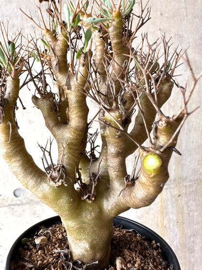 【現品限り】オトンナ・ユーフォルビオイデス[在庫整理価格]【J29】 Othonna euphorbioides