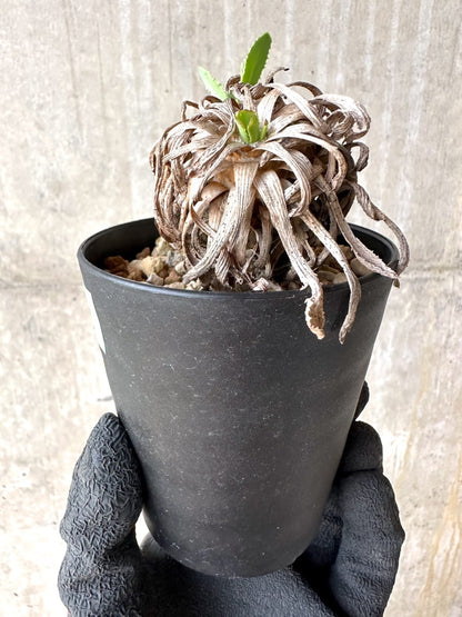 【現品限り】オトンナ・レトロルサ 実生3年【J2】 Othonna retrorsa