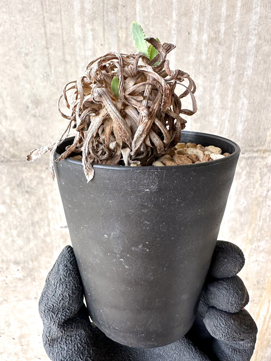 【現品限り】オトンナ・レトロルサ 実生3年【J2】 Othonna retrorsa