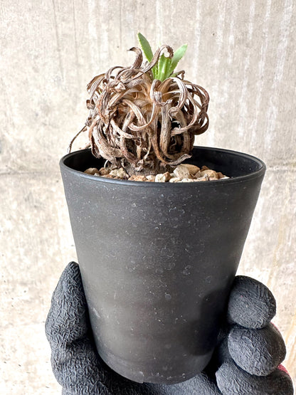 【現品限り】オトンナ・レトロルサ 実生3年【J2】 Othonna retrorsa